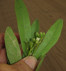 Dichapetalum cymosum image