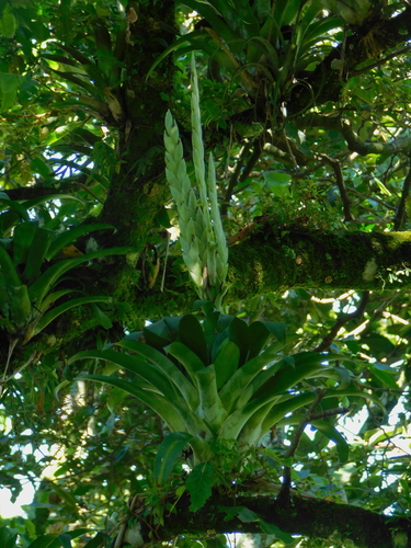 Tillandsia heterophylla, photograph 5