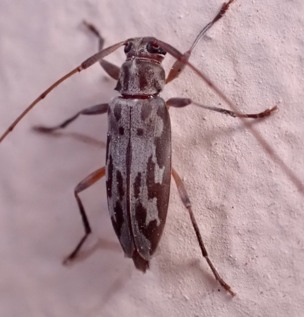 Lepturges symmetricus