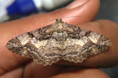 Alcis admissaria