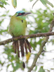Blue-Capped Motmot photo 2