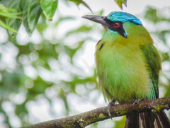 Blue-Capped Motmot photo 3