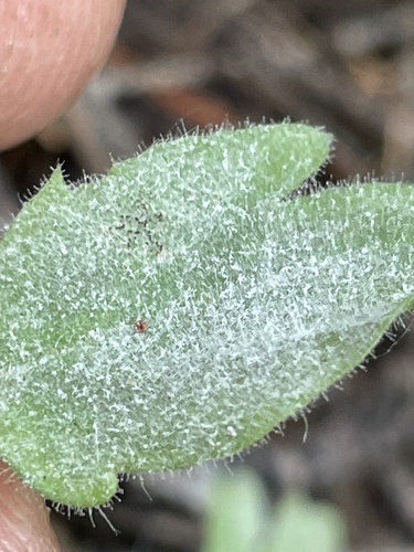Powdery Mildew