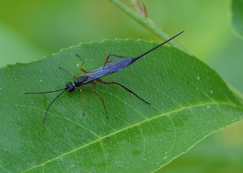 Neoxorides nitens