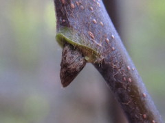 Cladrastis kentukea