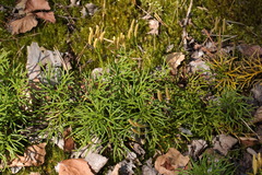 Diphasiastrum complanatum