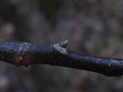 Cladrastis kentukea