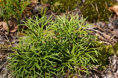 Diphasiastrum complanatum