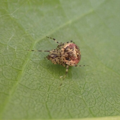 False Pirate Spider photo 4