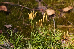 Diphasiastrum complanatum