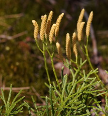 Diphasiastrum complanatum