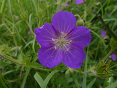 Geranium oreganum