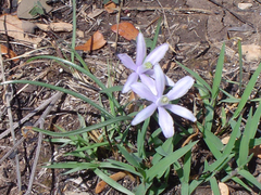 Androstephium coeruleum