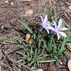 Androstephium coeruleum