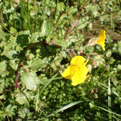 Monkeyflower (Erythranthe guttata)