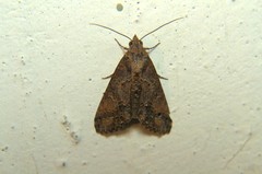 Lophoptera