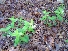 Lithospermum helleri
