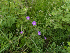 Geranium oreganum