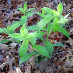 Lithospermum helleri