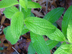 Lithospermum helleri