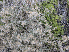 Brickellia desertorum