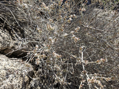 Eriogonum wrightii nodosum
