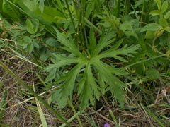 Geranium oreganum