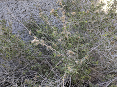 Brickellia desertorum