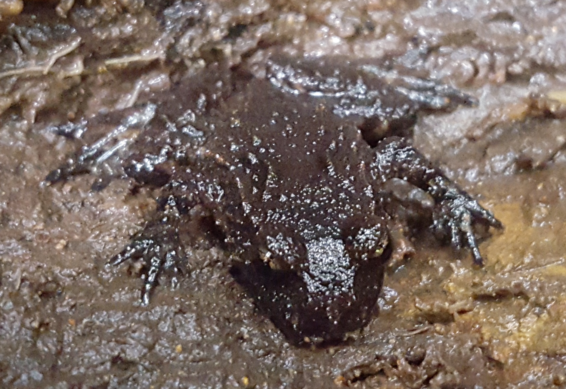 Leiopelmatidae