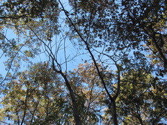Cladrastis kentukea