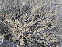 Eriogonum wrightii nodosum