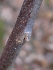 Cladrastis kentukea