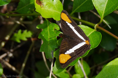 Adelpha syma