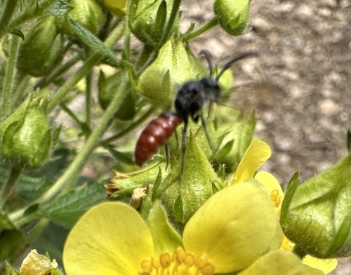 Sphecodes pecosensis