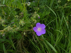 Geranium oreganum