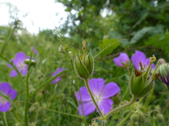 Geranium oreganum
