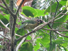 Ailuroedus maculosus