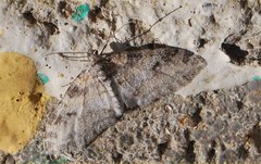 Lobophora nivigerata