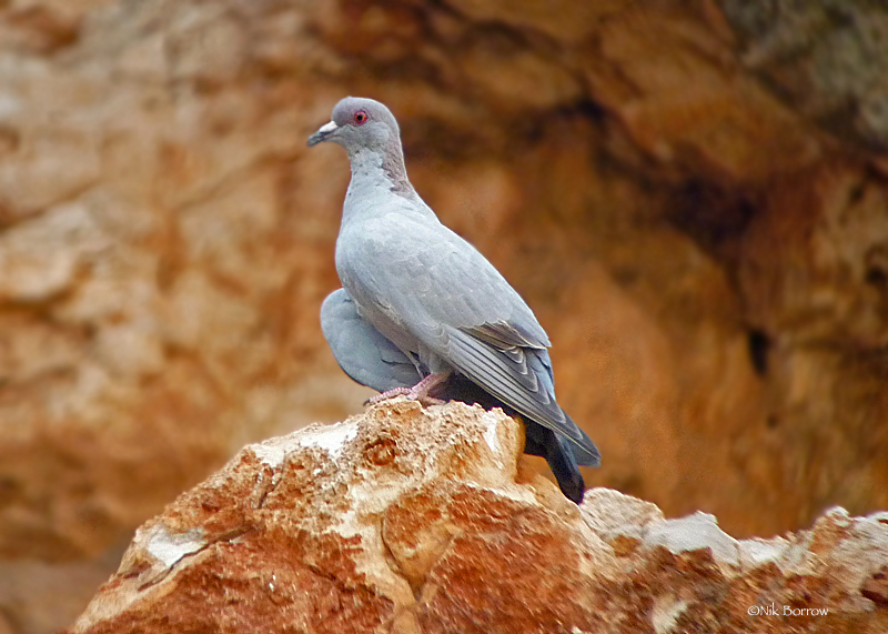 Somali Pigeon photo