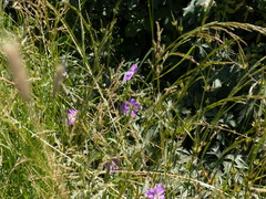 Geranium oreganum