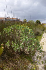 Senecio halimifolius