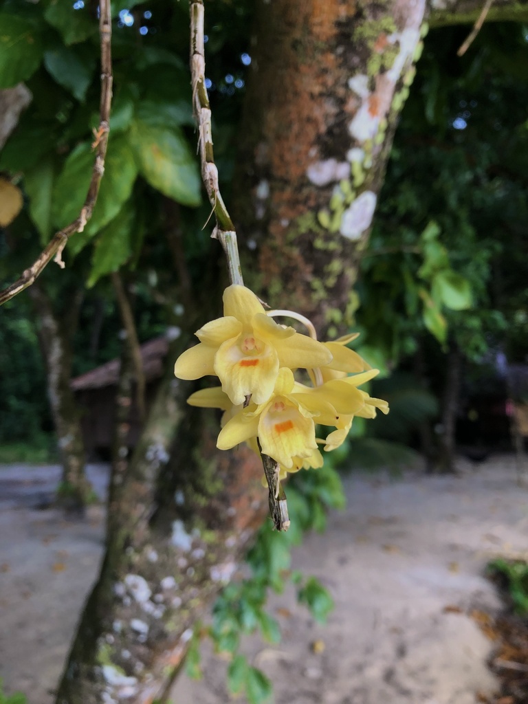 Dendrobium sanguinolentum Lindl. 3