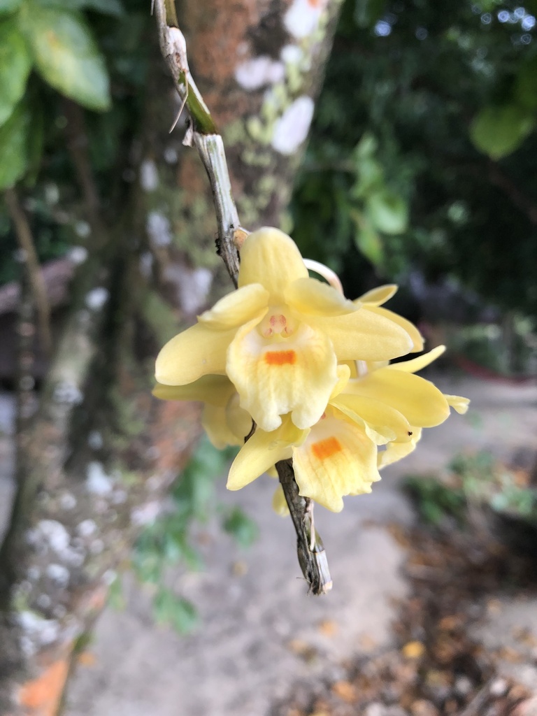 Dendrobium sanguinolentum Lindl. 4