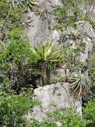 Dioon angustifolium, photograph 4