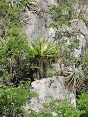 Dioon angustifolium, photograph (c) Tereso Hernández Morales, some rights reserved (CC BY)