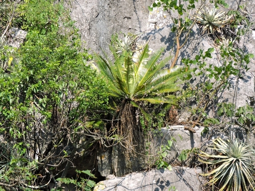 Dioon angustifolium, photograph 5