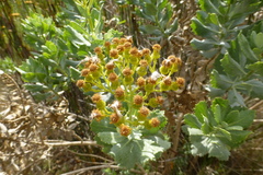 Senecio halimifolius