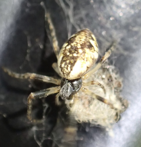 Conical Trashline Orbweaver, Utrechtse Heuvelrug National Park, Leersum, Utrecht, NL, photo 7 of 10