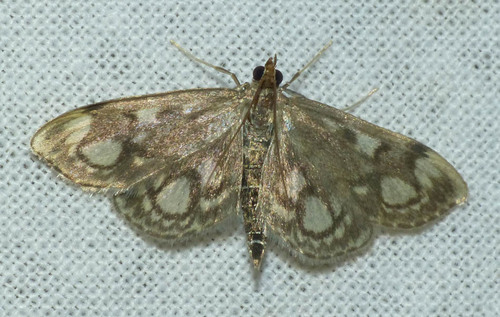 Anania coronata