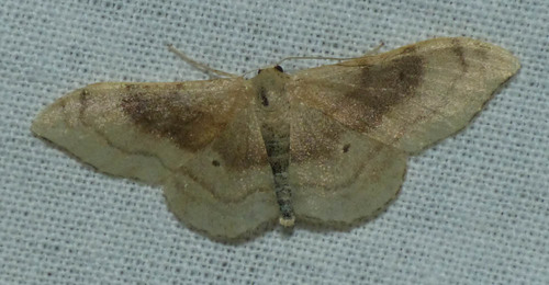 Idaea degeneraria